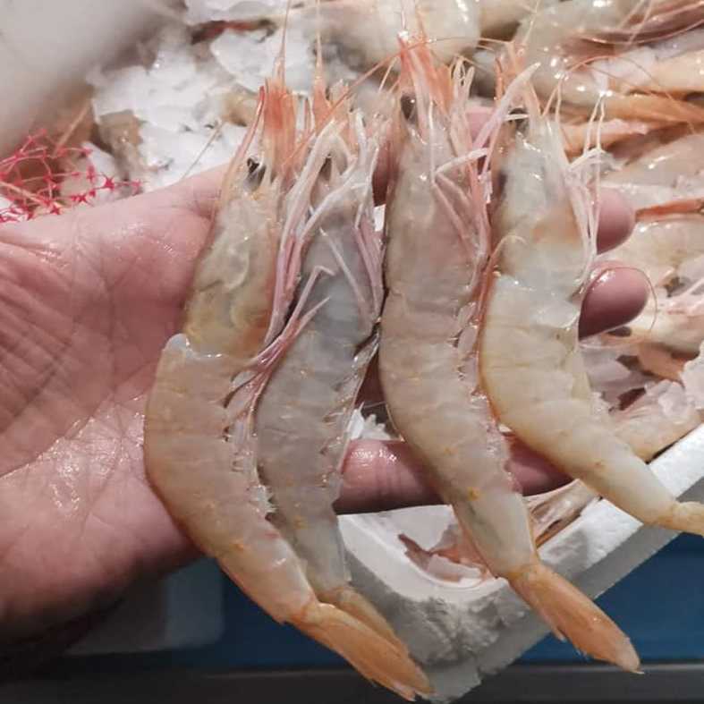 Gamba Blanca